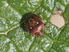 Stagonomus bipunctatus pusillus