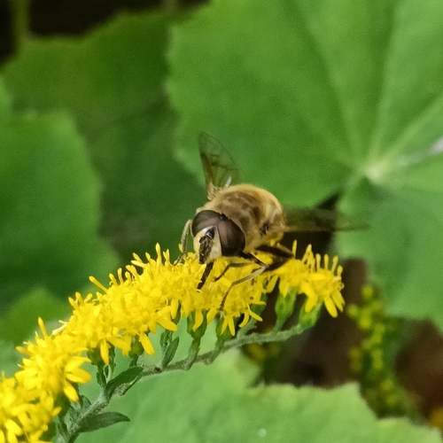 Common Drone Fly