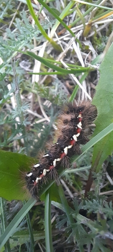 Knot Grass Moth