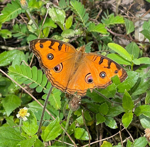 Peacock Pansy