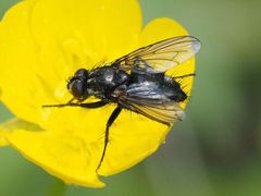 Rhinomorinia sarcophagina