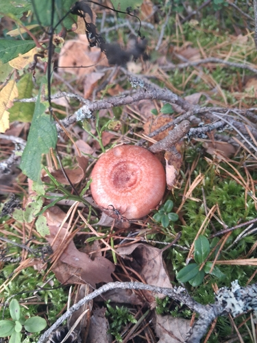 Woolly Milkcap