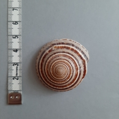 Architectonica
