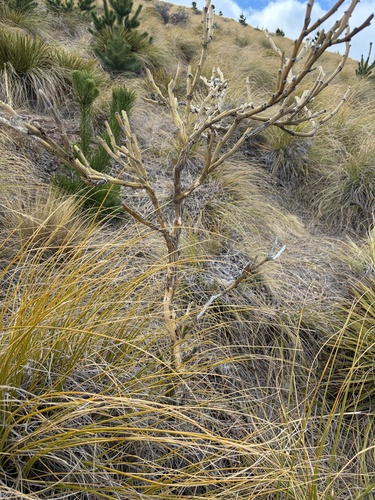 Carmichaelia crassicaulis observed 2026-09-23