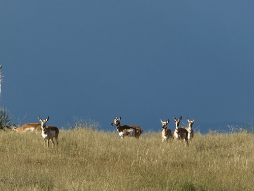 Pronghorn