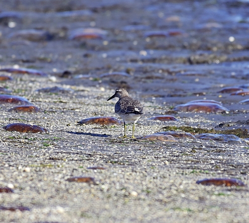 Red Knot