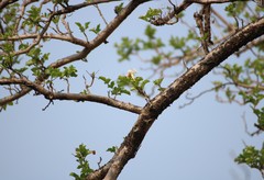 Dolichandrone falcata