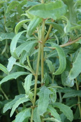 Atriplex suberecta