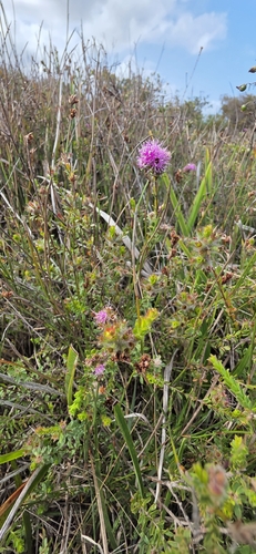 Kunzea capitata, photograph 4