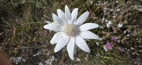 Actinotus helianthi