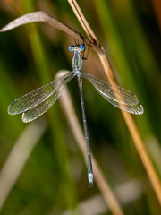 Lestes plagiatus