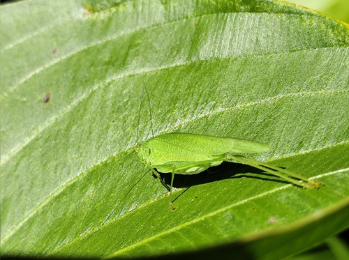 Mediterranean Katydid