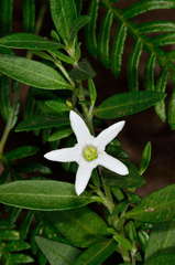 Cyphanthera anthocercidea