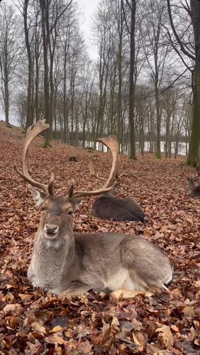 European Fallow Deer