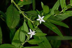 Cyphanthera anthocercidea