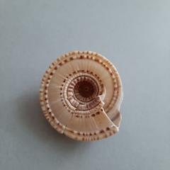 Architectonica