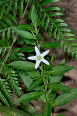 Cyphanthera anthocercidea