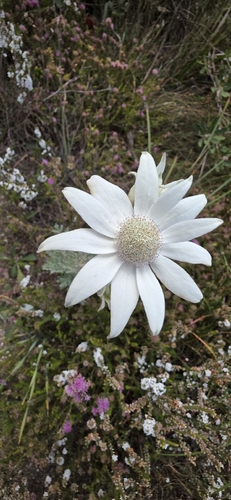 Actinotus helianthi, photograph 2