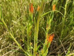 Castilleja minor stenantha