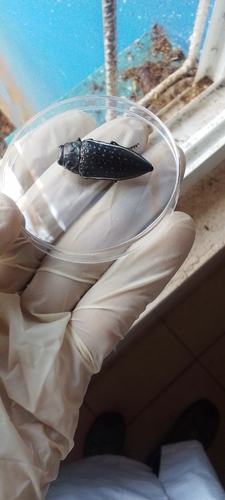 Lampetis amaurotica proxima