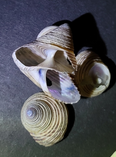 Calliostoma canaliculatum, 2026-09-22