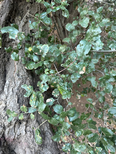 Quercus agrifolia, photograph 6