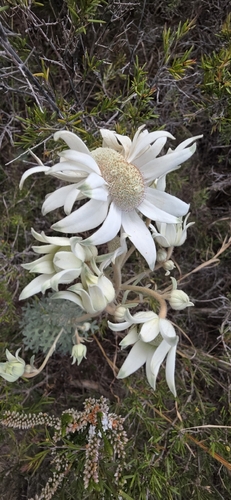 Actinotus helianthi, photograph 3