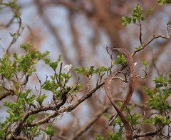 Dolichandrone falcata