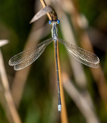 Lestes plagiatus