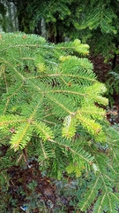 Abies nordmanniana, photograph (c) Roderick Cameron, some rights reserved (CC BY)