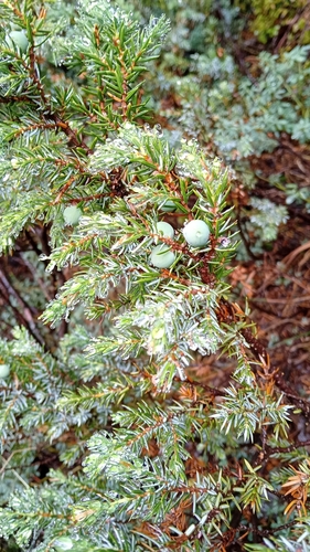 common juniper