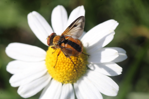 Ectophasia crassipennis