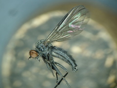 Hilara anglodanica
