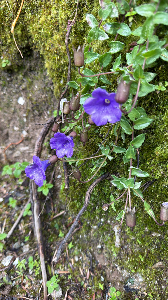Cyananthus cordifolius