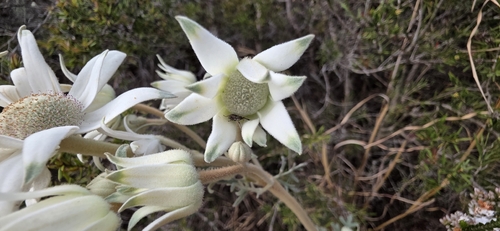 Actinotus helianthi, photograph 4