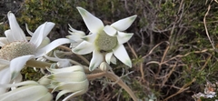 Actinotus helianthi, photograph (c) Andrew Thornhill, some rights reserved (CC BY)