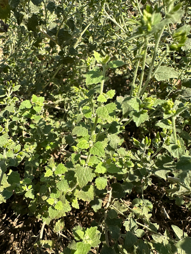 Brickellia californica, photograph 5