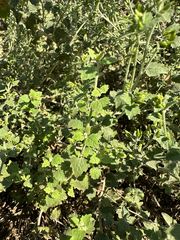 Brickellia californica, photograph (c) Roberto Daniel Avila, some rights reserved (CC BY)