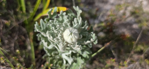 Actinotus helianthi, photograph 5