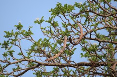 Dolichandrone falcata