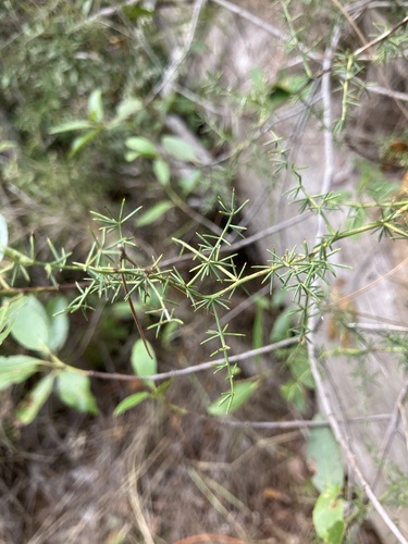 Spiny Asparagus