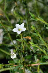 Cyphanthera myosotidea