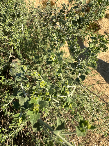 Brickellia californica, photograph 6