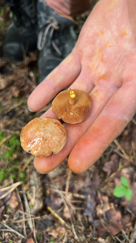 Peppery Bolete