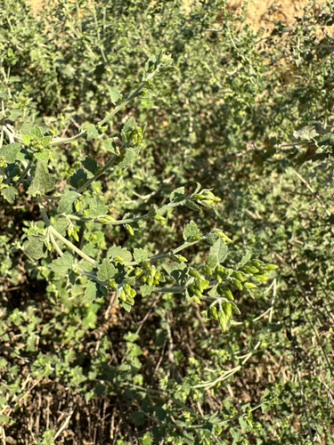 Brickellia californica, photograph 4