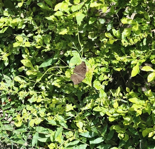 Chocolate Pansy