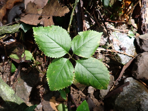 Chloranthus japonicus observed 2026-09-15