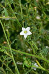 Cyphanthera myosotidea