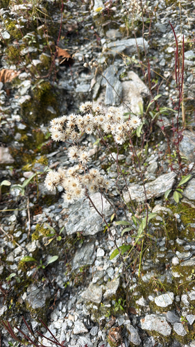 Anaphalis nepalensis observed 2026-09-22