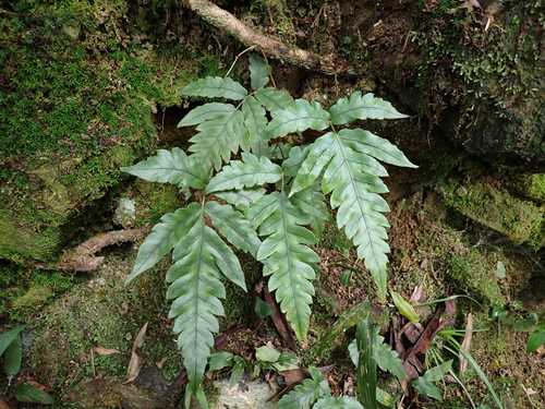 Woodwardia japonica, 2026-09-15